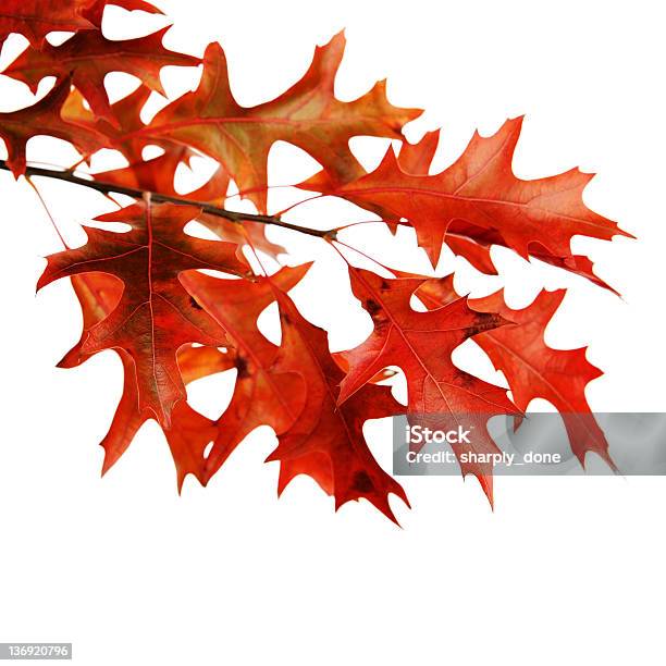 Xl Foglie Di Quercia Rossa Primo Piano - Fotografie stock e altre immagini di Autunno - Autunno, Bellezza, Bellezza naturale