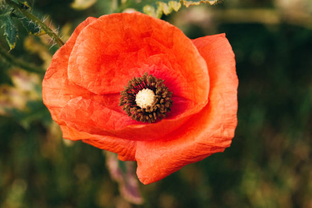 Huge red poppy close-up