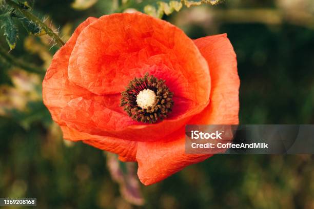 Huge Red Poppy Closeup Stock Photo - Download Image Now - Poppy - Plant, Large, Pistil