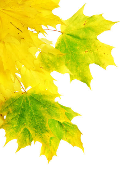 colorful autumn maple leaves in close-up, isolated on white, vertical frame (XXL)