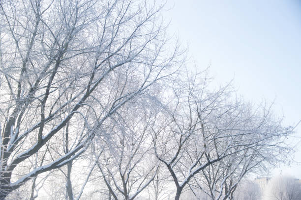 istock Frosty winter branches on sky background. Hoarfrost 1369208391