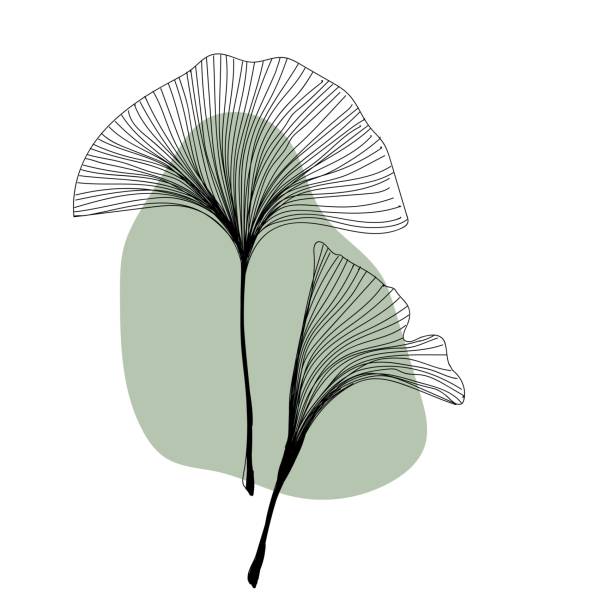 ilustrações, clipart, desenhos animados e ícones de linha de ginkgo de planta de ervas à mão livre no estilo moderno da moda. arte de linha moderna minimalista flor com fundo de forma abstrata para impressão, beleza e moda. ilustração vetorial. - nogueira do japão
