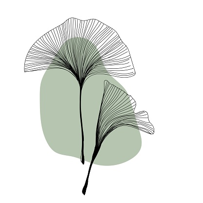 Herbal plant ginkgo line art freehand in modern trendy style. Minimalistic modern line art Flower with abstract shape background for print, beauty and fashion. vector illustration