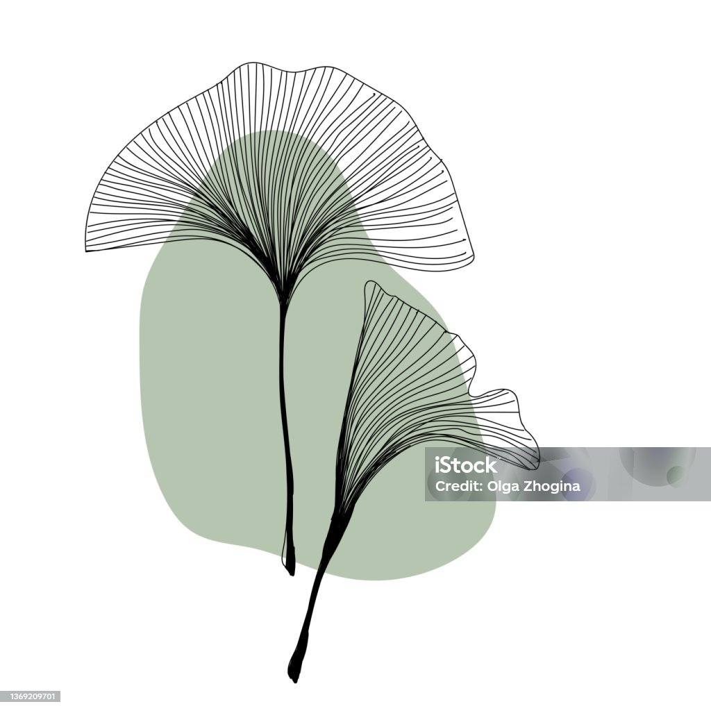 Herbal plant ginkgo line art freehand in modern trendy style. Minimalistic modern line art Flower with abstract shape background for print, beauty and fashion. vector illustration. Herbal plant ginkgo line art freehand in modern trendy style. Minimalistic modern line art Flower with abstract shape background for print, beauty and fashion. vector illustration Ginkgo Tree stock vector