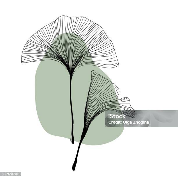Herbal Plant Ginkgo Line Art Freehand In Modern Trendy Style Minimalistic Modern Line Art Flower With Abstract Shape Background For Print Beauty And Fashion Vector Illustration Stock Illustration - Download Image Now