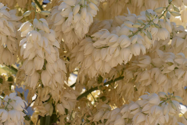 HESPEROYUCCA WHIPPLEI BLOOM - SAN GABRIEL MTNS - 070221 White flowering racemose panicle inflorescence of Hesperoyucca Whipplei, Asparagaceae, native perennial monoclinous evergreen shrub in the San Gabriel Mountains, Transverse Ranges, Summer. yucca stock pictures, royalty-free photos & images