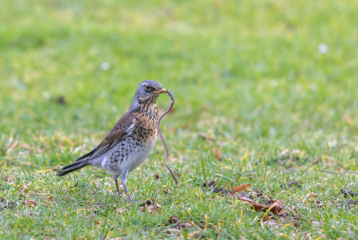 Fieldfare (Turdus pilaris) standing on a meadow with a large worm.