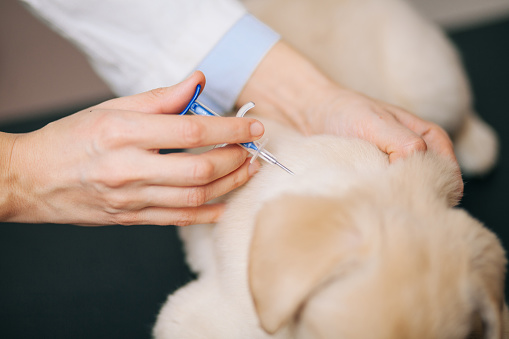 Veterinarians perform ultrasound examination of adomestic cat. Veterinary services and medical examination