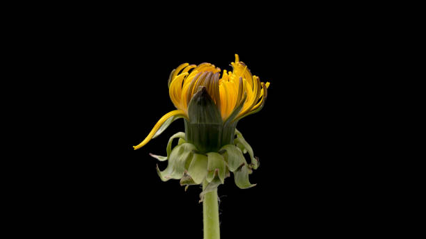 istock Dandelion flower on black 1369212145