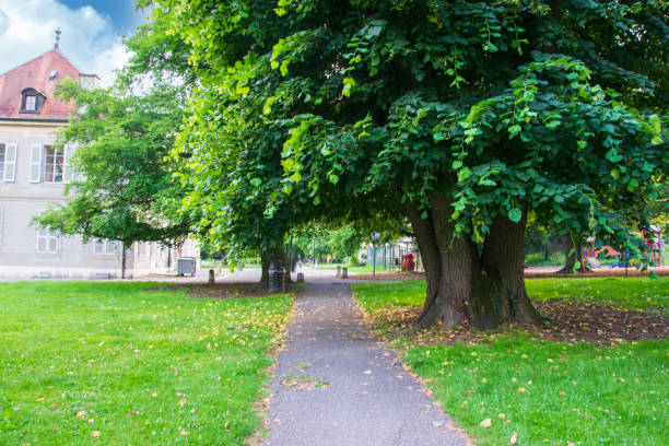 istock Leaves on walking path by the big tree in Geneva 1369212151