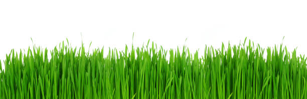 istock Fresh green grass. Banner border isolated on a white background. 1369212169