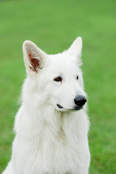 istock White Swiss Shepherd Dog 136921391