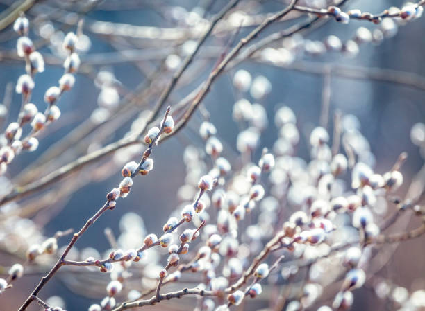 istock Pussy willow branches with catkins, soft fluffy spring buds in sunlight. Early spring Easter background. Text space. Traditional decoration for Palm Sunday in Europe. 1369214194