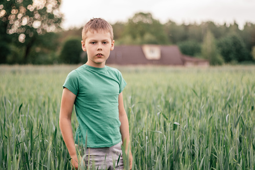 Boy 8-10 in green T-shirt stands in green wheat field among spikelets and looks into frame