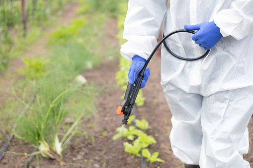 Detail of a fumigator wearing safety workwear spraying on some crops at a vegetable garden