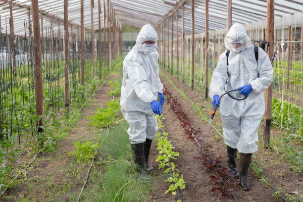 istock Professional fumigators spraying on crops at vegetable garden 1369215673