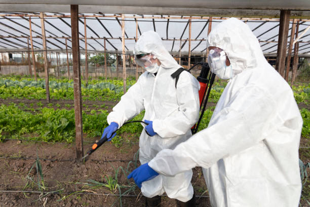 istock Professional fumigators spraying on crops at vegetable garden 1369215679