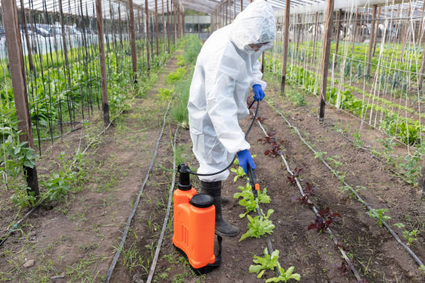 istock Fumigator spraying on crops at vegetable garden 1369215695