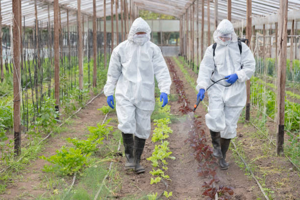 istock Professional fumigators spraying on crops at vegetable garden 1369215724