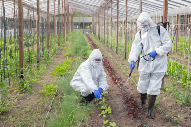 istock Professional fumigators spraying on crops at vegetable garden 1369215726