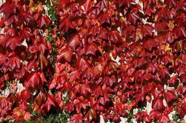autumn foliage stock photo