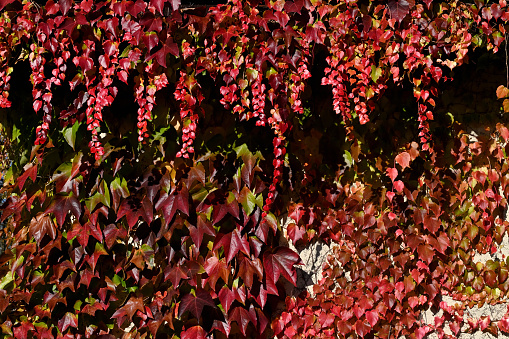 red autumn foliage at a wall