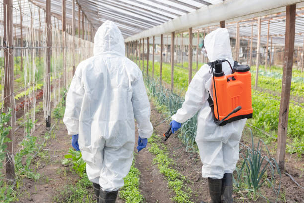 istock Fumigators spraying on crops at vegetable garden 1369216816