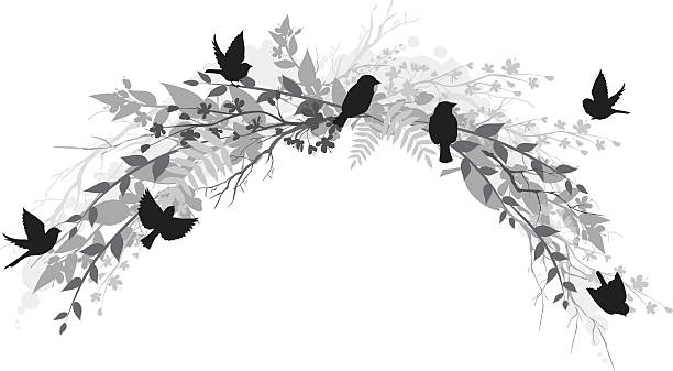 Sparrows with Branches & Cherry Blossoms Grayscale Sparrows with Branches & Cherry blossoms  sparrow photos stock illustrations