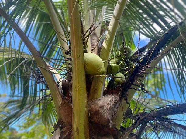 Coconut Coconut 8564 stock pictures, royalty-free photos & images