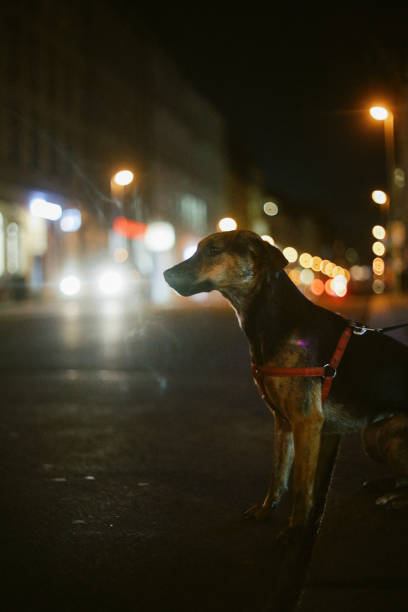 A small, scruffy stray dog wanders on a gravel path next to bright green bins in a deserted industrial setting.