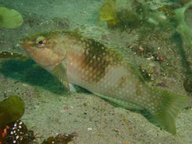 istock Wrasse fish on sandy sea floor 1369222482