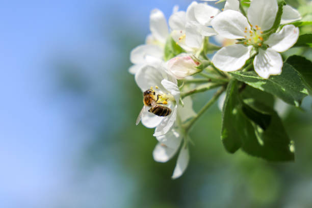 istock Bee on flower apple tree collects nectar on sunny day, with copy space 1369222575