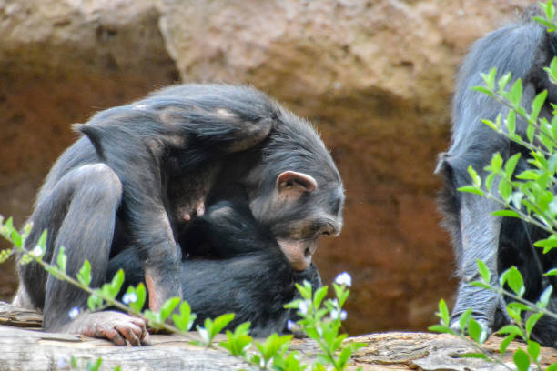 istock Black Chimpanzee Mammal Ape 1369223322