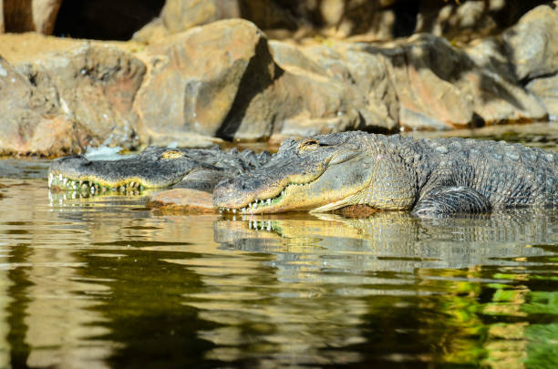 istock Amphibian Prehistoric Crocodile 1369223408