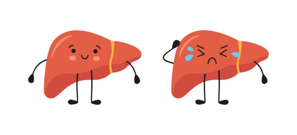 Healthy happy and sad sick liver characters. Kawaii liver characters. Vector isolated illustration in flat and cartoon style on white background Healthy happy and sad sick liver characters. Kawaii liver characters. Vector isolated illustration in flat and cartoon style on white background. biological process stock illustrations