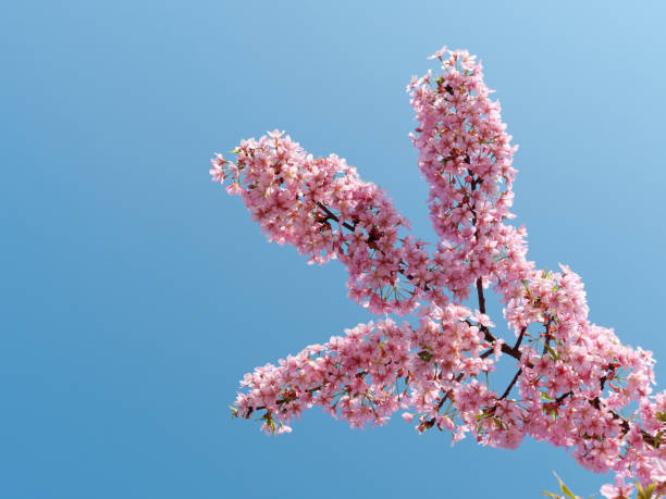 istock Pink cherry blossoms isolated with blue sky background, spring flowers series. 1369224673