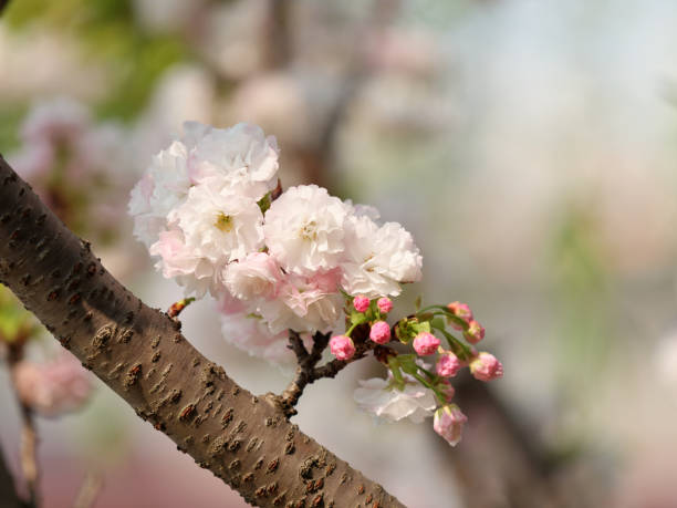 White cherry blossoms with blurry natural background, spring flowers series.