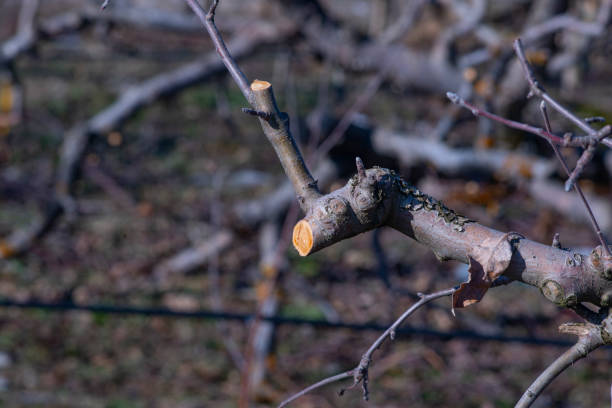 istock professional pruned apple tree in an orchard on a sunny february day 1369228712