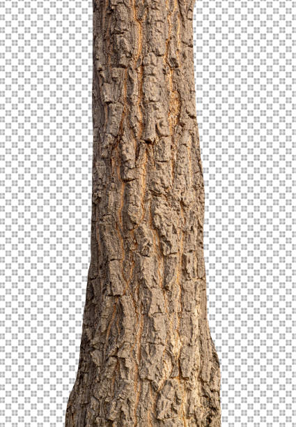 istock Trunk of a Tree Isolated On White Background 1369229519