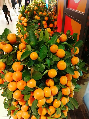 Mandarin orange trees on display in public areas to welcome Chinese New Year