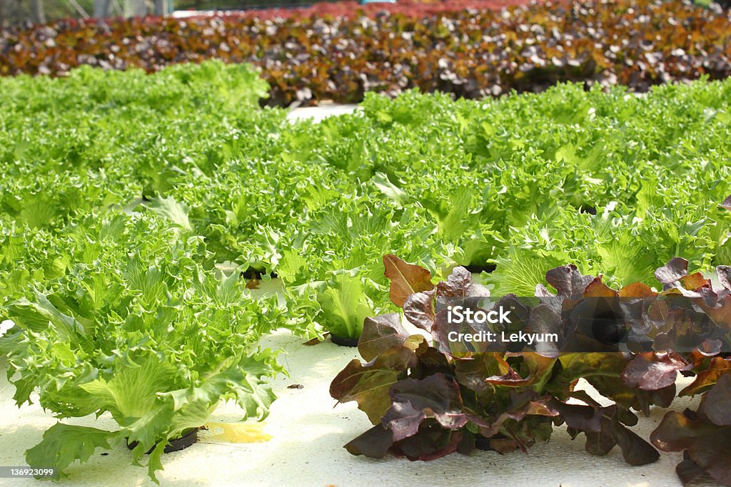 Culture hydroponique de légumes - Photo de Agriculture libre de droits