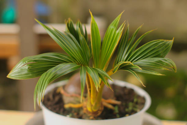 istock Coconut bonsai or coco bonsai are planted in pots 1369231338