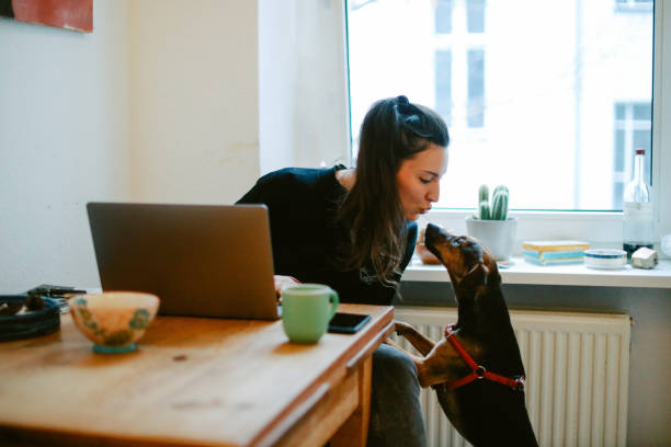 young woman with her pet dog doing work on the laptop from home stock photo