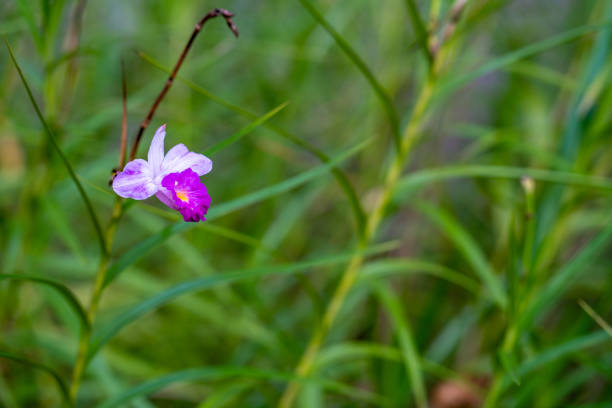Purple flower against green leaves. Selective focus with copy space