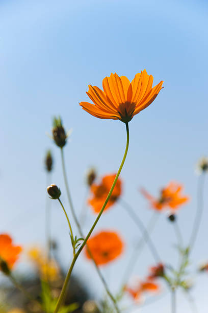 istock Flower field  in a beautiful day 136923388