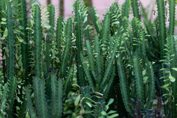 euphorbia trigona árbol lechero africano - ornamental garden plant tropical climate desert fotografías e imágenes de stock