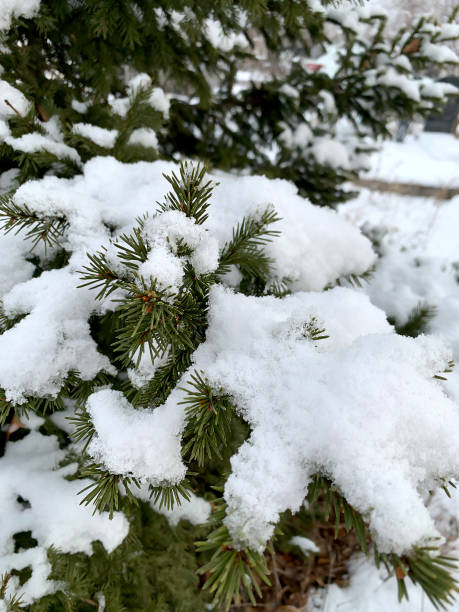 istock Snow covered fir branch on white snowy background 1369234943