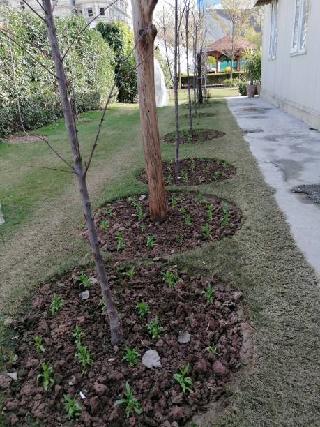 istock New Flower Plantation 1369234986