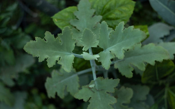 kalanchoe beharensis eichenblatt sukkulent - elefantenohr stock-fotos und bilder