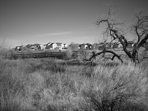 A bridge over an over-grown stream with a bare tree in the foreground in black and white